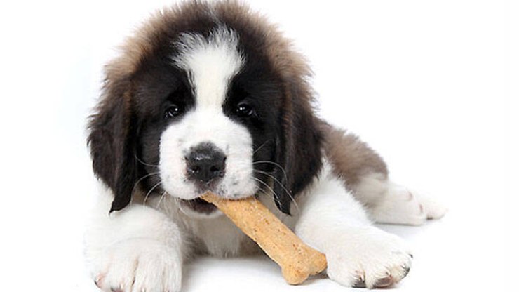 Petiscos todos os dias? Especialistas esclarecem a melhor forma de recompensar o pet