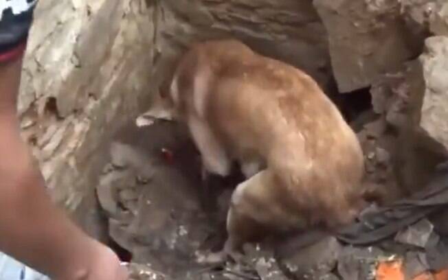 Cadela cavando para encontrar filhotes