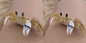 Por que caranguejo limpa os olhos?