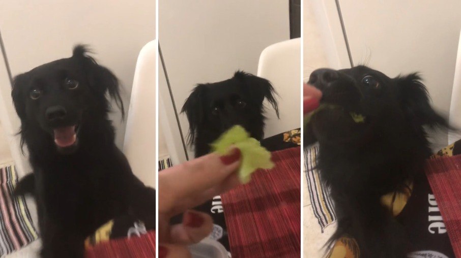 Marlon é um cão que adora comer alface