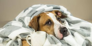 Saiba as possíveis causas que fazem um cachorro vomitar