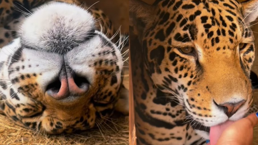 Onça-pintada recebe carinho de cuidadora Onça-pintada recebe carinho de cuidadora