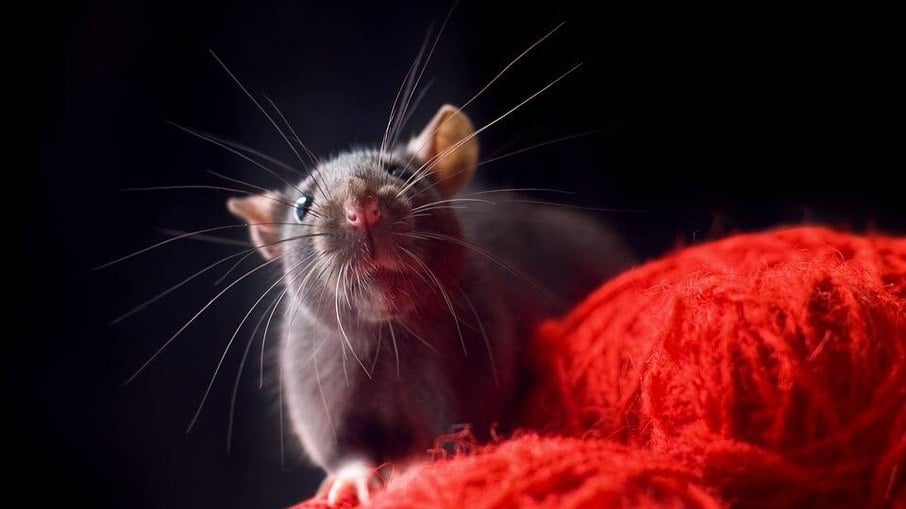 Ratos são animais mal incompreendidos, por serem muito associados a transmissores de doenças
