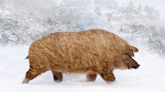 Mangalitsa%3A%20conhe%C3%A7a%20o%20porco-ovelha