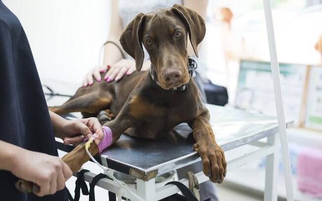Animais de estimação podem ficar ansiosos durante exames veterinários