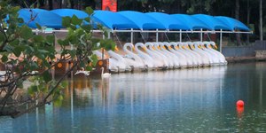 Polícia investiga sumiço de cisne branco da Lagoa do Taquaral