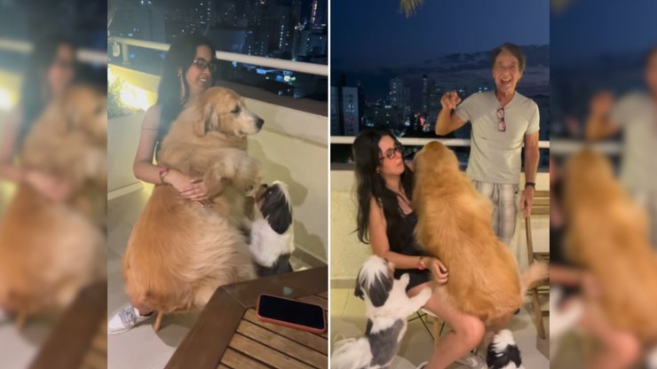 Golden se assusta com "primas" Shih Tzu e viraliza