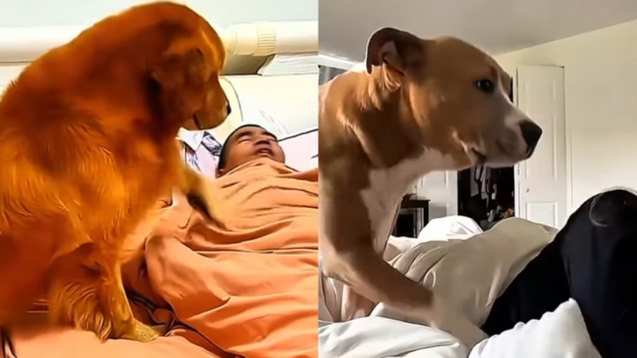 Cachorros acordam os donos de uma maneira inusitada; veja Cachorros acordam os donos de uma maneira inusitada; veja