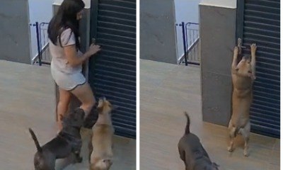 Mulher falta ao trabalho após ser presa por cachorro; veja o vídeo