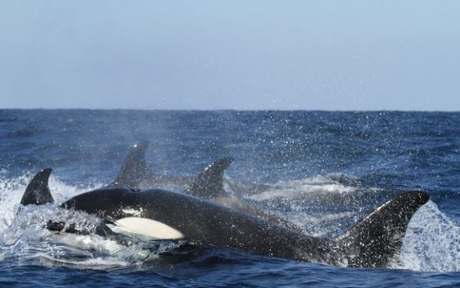 Orcas | 5 estratégias boladas por marinheiros para evitar novos naufrágios