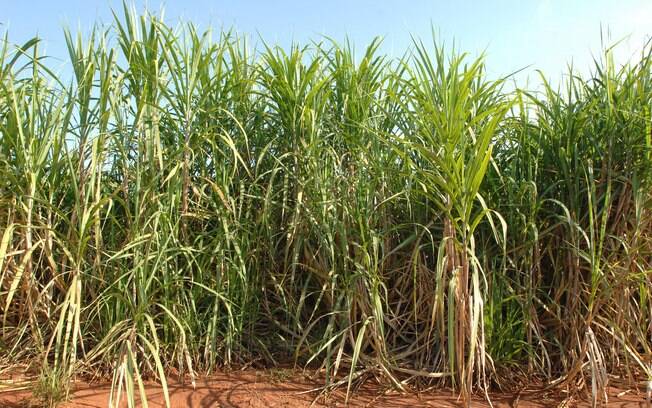 Plantação de cana-de-açúcar