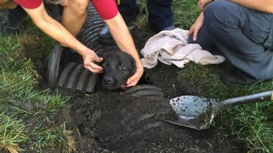 Família encontra cachorro perdido preso em um bueiro uma semana depois que ele desapareceu