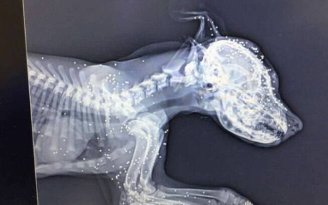 O exame de raio-x da cadelinha revelou as balas que a atingiram 