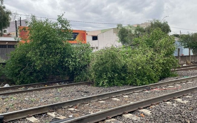 Temporal provoca queda de árvore e pontos de alagamento no CDHU Temporal provoca queda de árvore e pontos de alagamento no CDHU