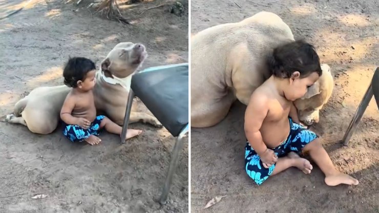 Cachorro%20faz%20companhia%20para%20menino%20enquanto%20m%C3%A3e%20trabalha