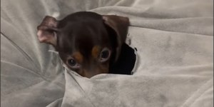 Salsicha inventa jeito inusitado para fugir do frio e choca tutor