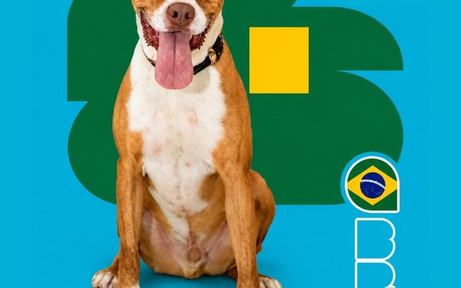 <div>"Cãovocação" coloca pets de canil na disputa por um lar</div> C09b6vavrwha54ouxmkdvdbyk