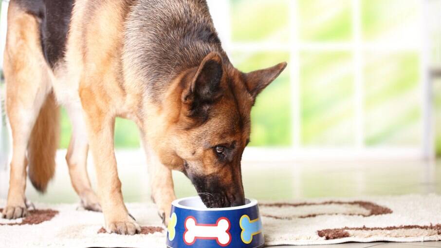 Um cão de grande porte precisará se curvar muito para se alimentar, isso pode causar sérios danos à saúde do animal