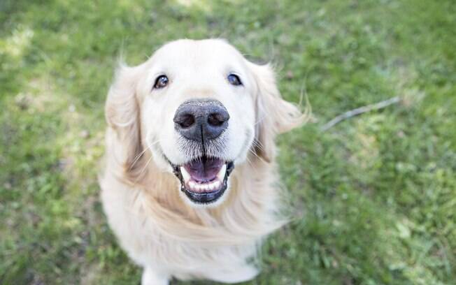 Um cachorro com a saúde bucal em dia é um cachorro mais feliz 