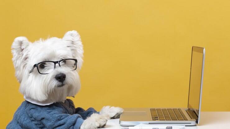 Socialização é muito importante para os cães desde o nascimento