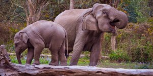 Elefante ataca guardas florestais e deixa 3 feridos; veja o vídeo