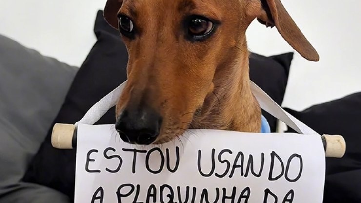 N%C3%A3o%20pode!%20Salsicha%20fica%20de%20castigo%20por%20bater%20nos%20irm%C3%A3os
