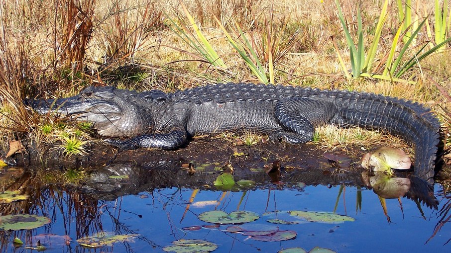 Jacaré-americano ou alligator Jacaré-americano ou alligator