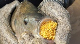 VÍDEO: cavalo tem resgate inusitado em BH