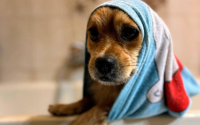 Pode dar banho em filhote de cachorro? Acabe com as dúvidas e saiba o que fazer