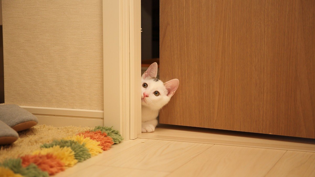 Os gatos precisam saber tudo o que acontece em todos os ambientes da casa