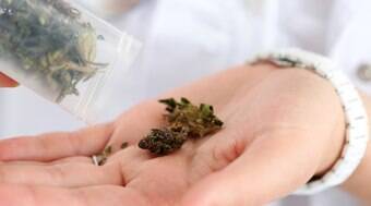 Lei que amplia uso medicinal da maconha entra em vigor na Flórida