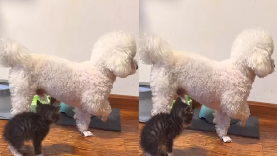 Cão tem reação inusitada