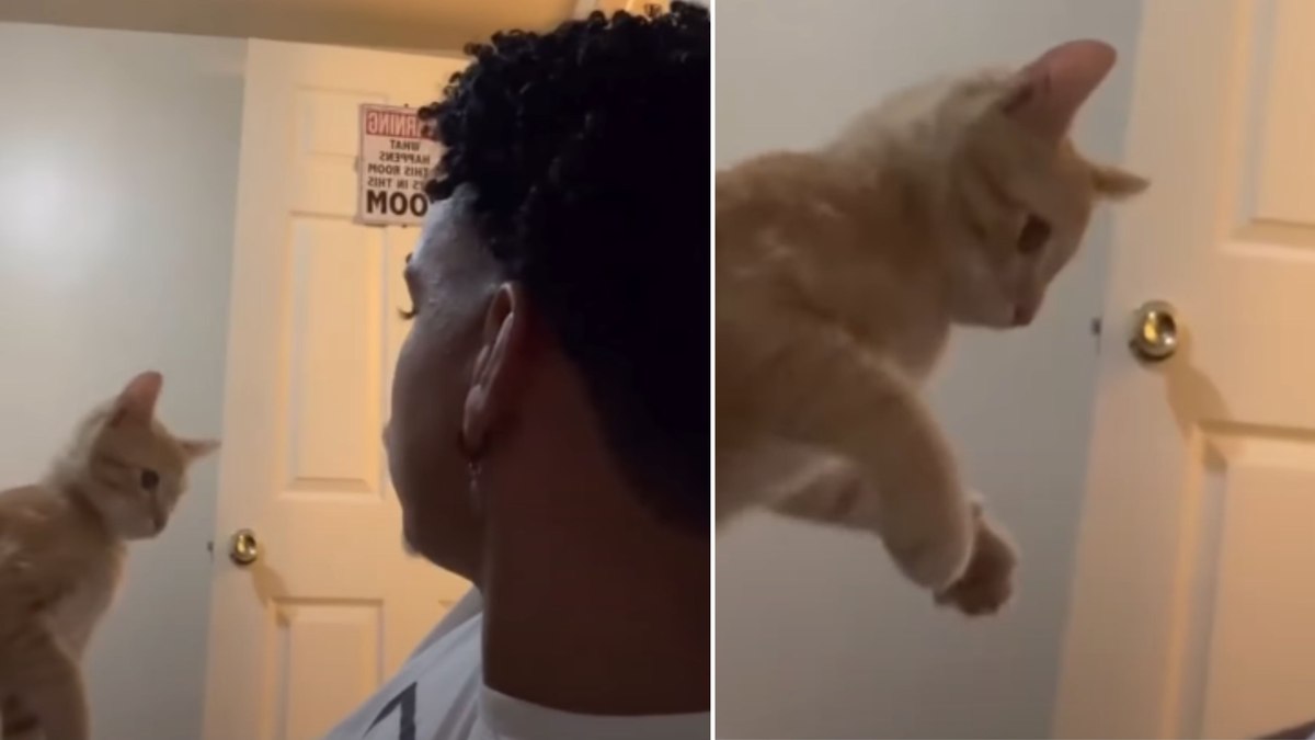 Gatinho encara tutor durante “DR” sobre mordidas e arranhões