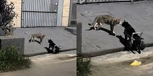 Gato cadeirante viraliza após "duelo" por amor com rival especial