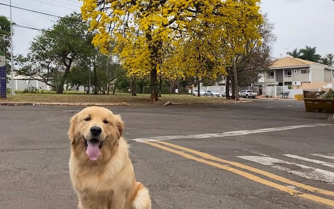 Homeopatia mostra eficácia contra câncer em pets