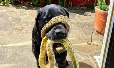 Cobra se enrola no focinho de cachorro, que precisa ser salvo por expert