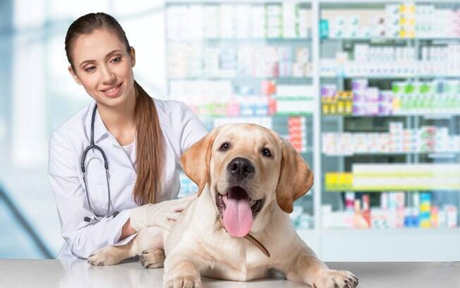 Alguns medicamentos humanos podem ser letais para seu pet