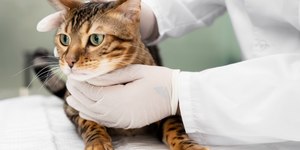 Castração em gatos: qual a idade ideal?