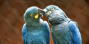 Arara-azul volta à lista de espécies ameaçadas de extinção