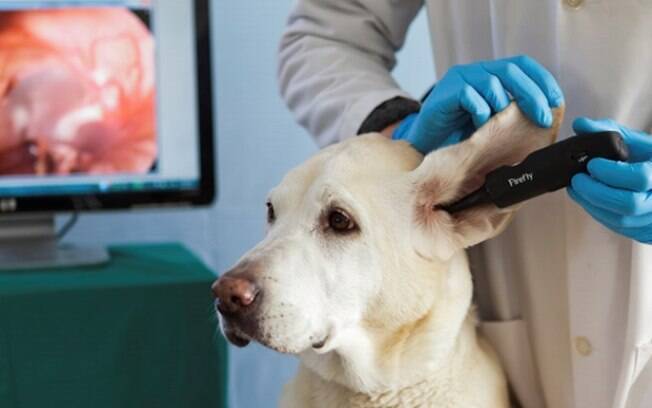 Busca por clínicas veterinárias mais que dobra nos últimos anos