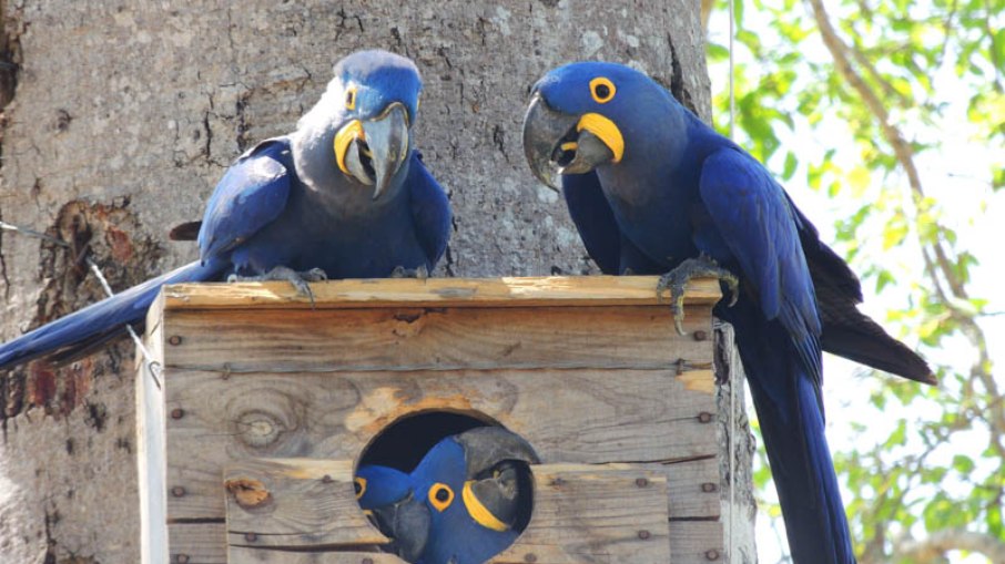 Araras Azuis protegidas pelo Instituto Arara Azul