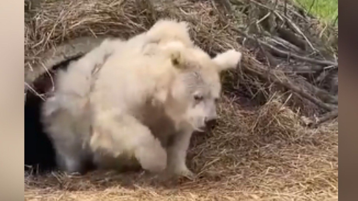 Hiberna%C3%A7%C3%A3o%20dos%20ursos%3A%20como%20eles%20enfrentam%20o%20inverno