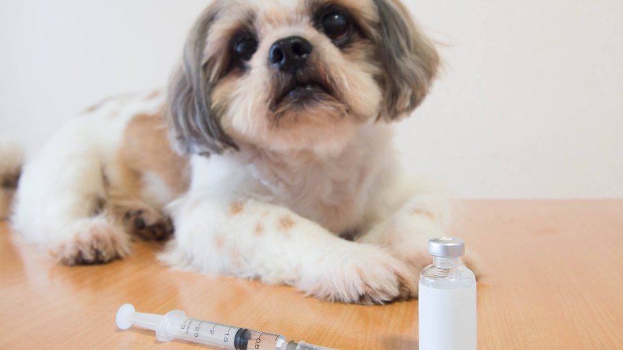 A diabetes é uma doença que tem atingido muitos animais de estimação A diabetes é uma doença que tem atingido muitos animais de estimação