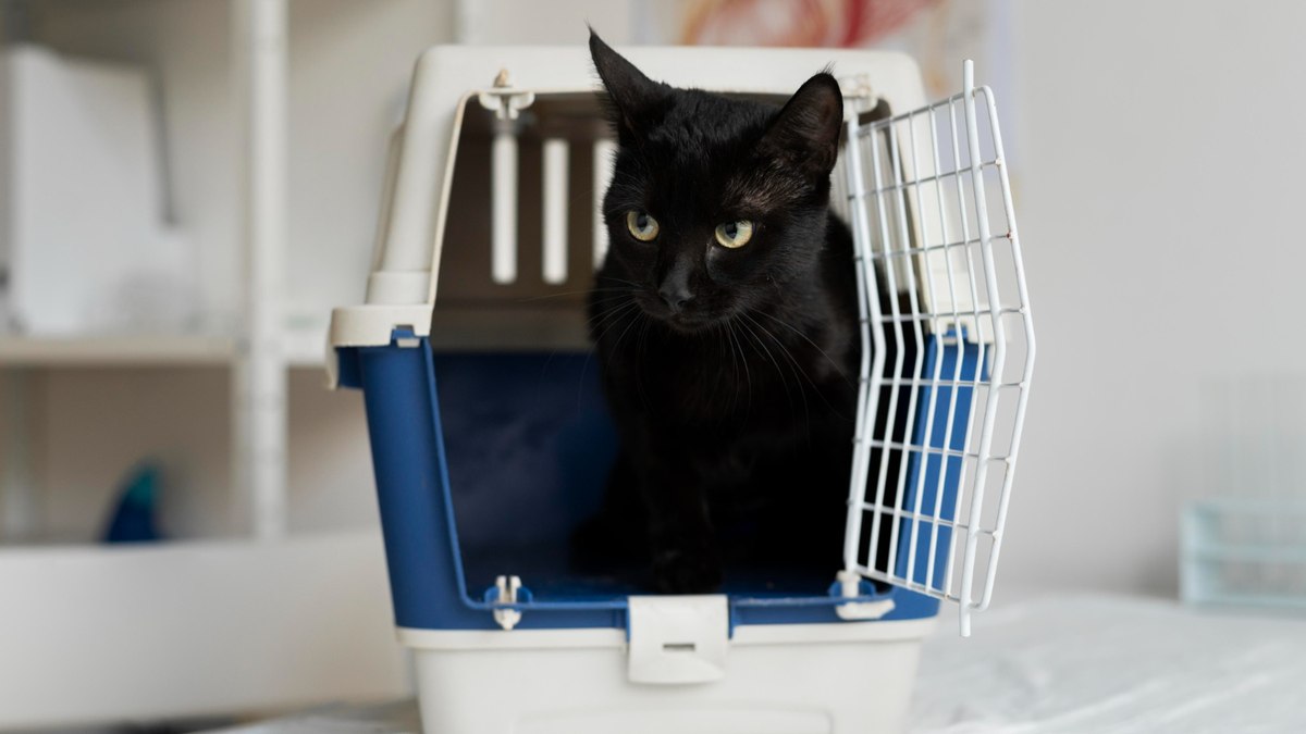 Como viajar com seu pet no metrô de São Paulo Como viajar com seu pet no metrô de São Paulo
