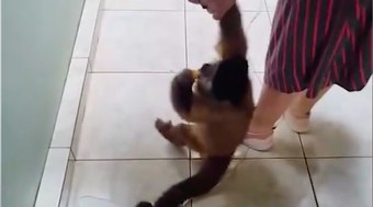 Ap%C3%B3s%2035%20anos%2C%20macaco-prego%20%C3%A9%20retirado%20de%20fam%C3%ADlia
