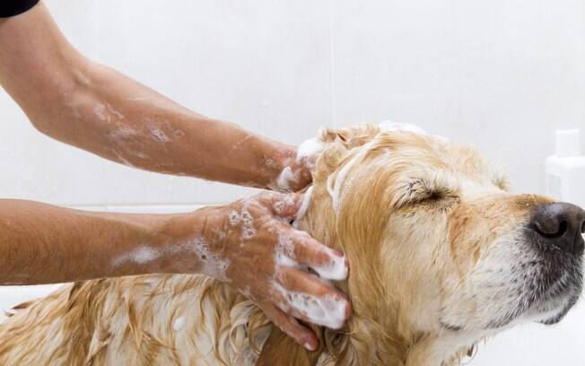 Dar banho em cachorro deve ser uma atividade terapêutica para o pet