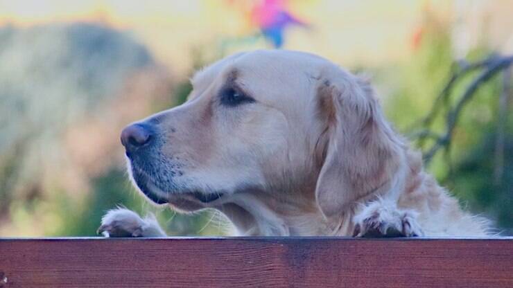 As principais diferenças entre as raças Golden e Labrador Retriever