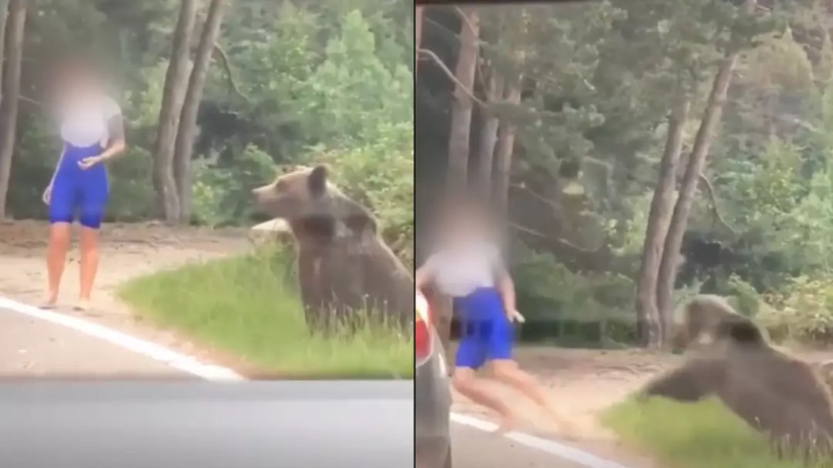 Mulher tenta tirar selfie com urso e quase é atacada