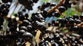 Açaí vira fruta nacional e reforça proteção ao símbolo da Amazônia