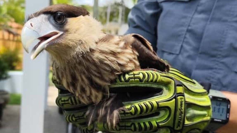 Gavião-carcará (Polyborus plancus), resgatado pelo Corpo de Bombeiros Gavião-carcará (Polyborus plancus), resgatado pelo Corpo de Bombeiros